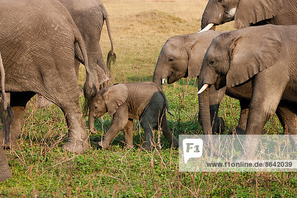 Afrikanische Elefantenherde  Botswana