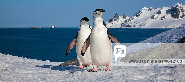 Kinnriemenpinguine  Halbmondinsel  Süd-Shetland-Inseln  Antarktis