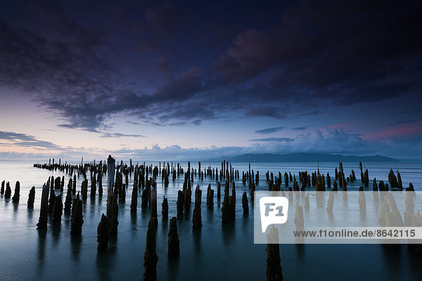 The weathered remains of wood pilings. Upright wooden stumps in water. Oregon  USA