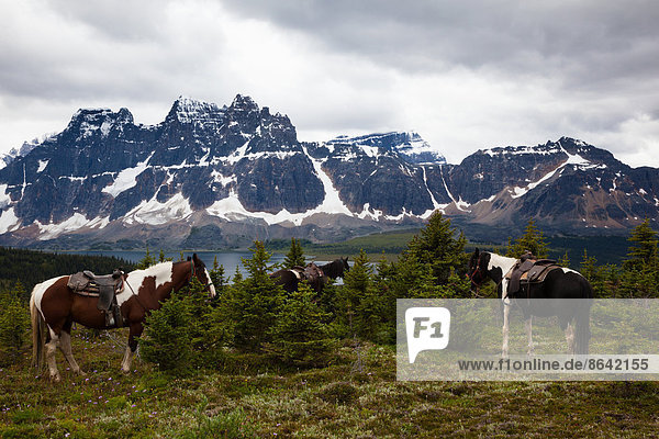 Horses  Jasper National Park  Alberta  Canada