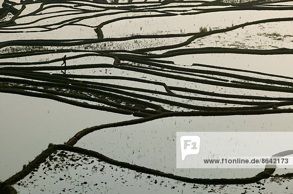 Terrassenförmiges Reisfeld  Provinz Yunnan  China.