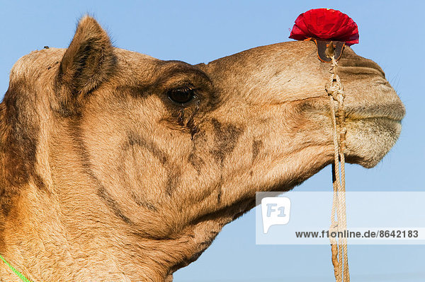 Profil eines Kamels auf der Pushkar-Messe  Rajasthan  Indien