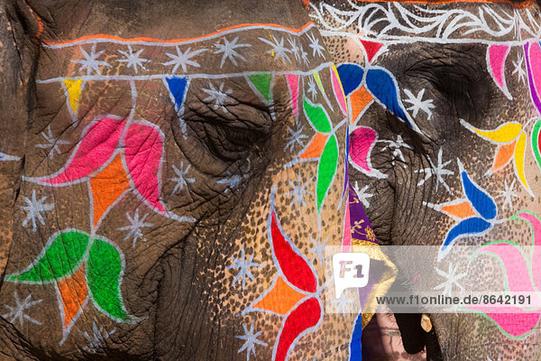 Aufwändig geschmückte Elefanten während Holi  dem hinduistischen Fest der Farben  in Jaipur  Indien. Bilder von Pfauen und Tigern auf den Stirnen.