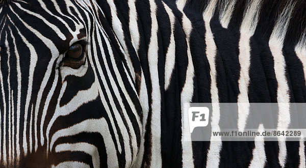 Zebra  Equus quagga burchellii  Ngorongoro-Schutzgebiet  Tansania  Afrika