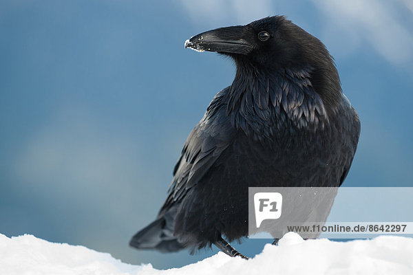 Rabe im Schnee  Corvus corax  Olympic National Park  Washington  USA