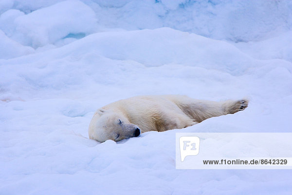Ein Eisbär schläft auf einem Bett aus Schnee  Svalbard  Norwegen  Ursus maritimus