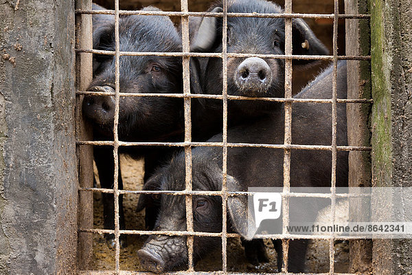 Zuchtschweine  Yuanyang  China