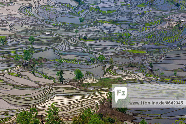 Terrassierte Reisfelder  Yuanyang  China