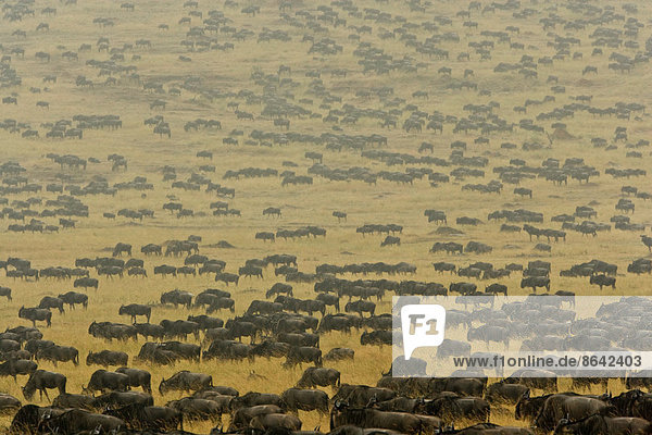 Gnu-Herde durchquert die offenen Ebenen der südkenianischen Mara-River-Region. Jährliche Regenfälle kehren Ende August in das ausgetrocknete Land zurück  was zu dieser jährlichen Migration führt. Zwischen einer und zwei Millionen Säugetiere reisen auf dem Höhepunkt der Migration.