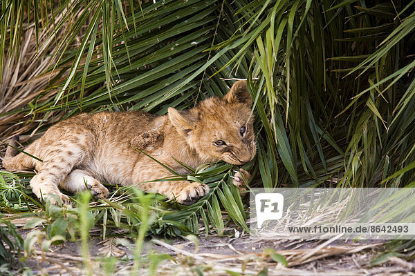 Afrikanisches Löwenjunges kaut an einem Palmenblatt in Botswana