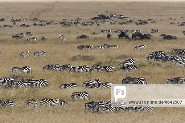 Grant's Zebras und Gnus  Kenia