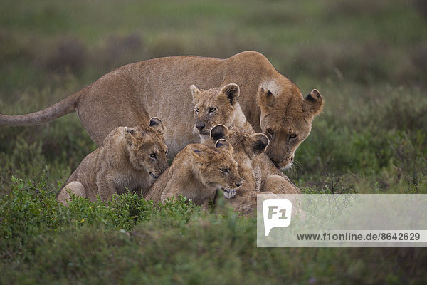 Familie eines Löwen und seiner Jungen im Serengeti-Nationalpark  Tansania
