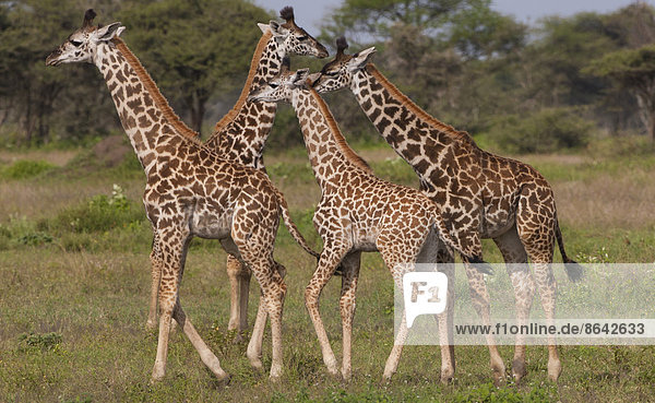 Eine kleine Gruppe von Masai-Giraffen  Serengeti-Nationalpark  Tansania