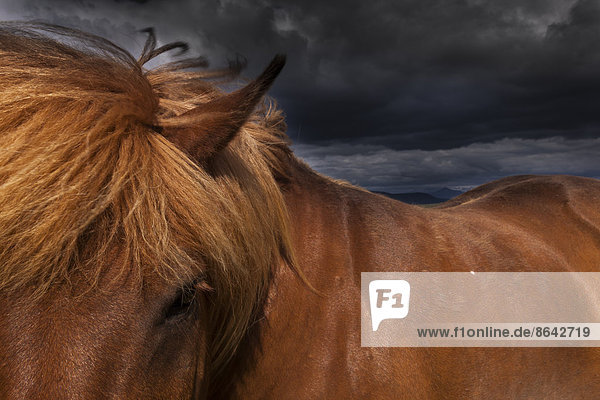 Ein falbfarbenes Islandpferd mit einer dicken braunen Mähne.