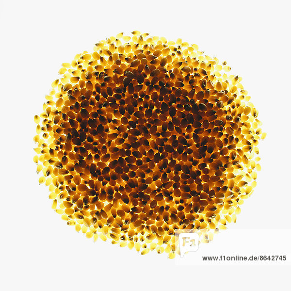 Circle of organic popcorn kernels on white background