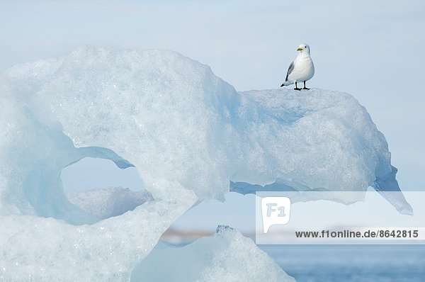 Schwarzbeinige Dreizehenmöwe  Rissa tridactyla  auf einer Eisscholle sitzend
