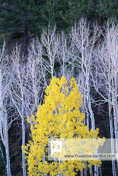 Herbst im Dixie National Forest. Weiße Äste und Baumstämme von Espenbäumen  mit gelbbraunem Laub. Dunkelgrüne Kiefern.