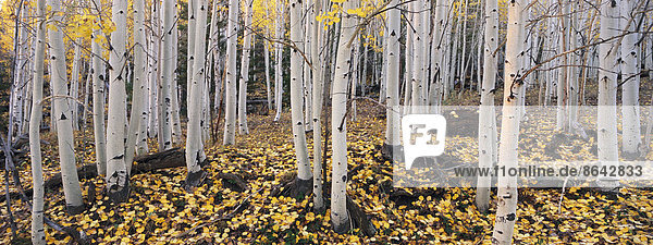Der Dixie-Nationalwald mit Espenbäumen im Herbst. Weiße Rinde und gelbes Laub auf den Ästen und zu Boden gefallen.