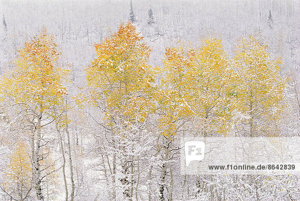 Ein Espenwald in den Wasatch-Bergen  mit auffallend gelbem und rotem Herbstlaub. Schnee auf dem Boden.