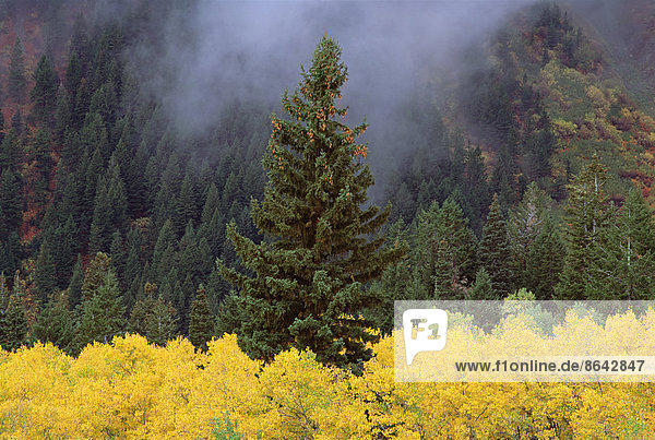 Ein Wald aus Bäumen in den Wasatch-Bergen mit auffallend gelbem Herbstlaub. Grüne Kiefern. Niedrige Wolken.
