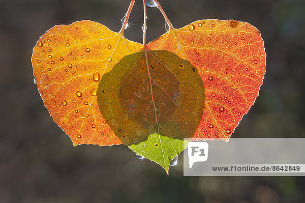 Drei Blätter der Espe  die vom Licht durchstrahlt werden. Braune und grüne Herbstfarben.
