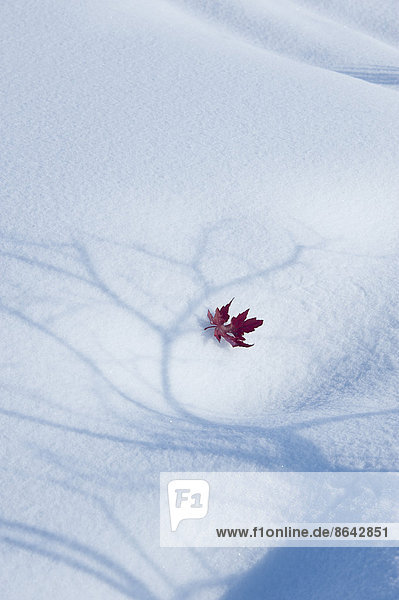 Ein herbstliches rotes Ahornblatt auf Schnee liegend. Der Schatten eines Baumes mit ausladenden Ästen auf der weißen Fläche.