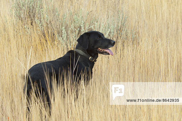 A black Labrador retriever dog standing in the long grass.
