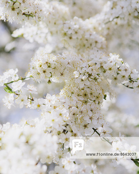 Blühende Zierkirschenbäume. Weiße  schaumige Blüte. Frühling in Seattle.