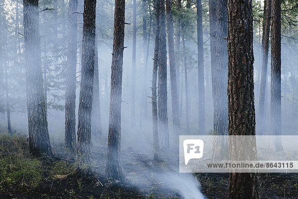 Ein kontrollierter Waldbrand  ein absichtlich gelegtes Feuer  um ein gesünderes und nachhaltigeres Waldökosystem zu schaffen. Der vorgeschriebene Waldbrand schafft die richtige Voraussetzung für das Nachwachsen des Waldes.
