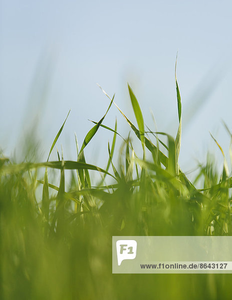 Eine Nahaufnahme einer Nahrungsmittelpflanze  angebauter Weizen  der auf einem Feld in der Nähe von Pullman  Washington  USA  wächst.