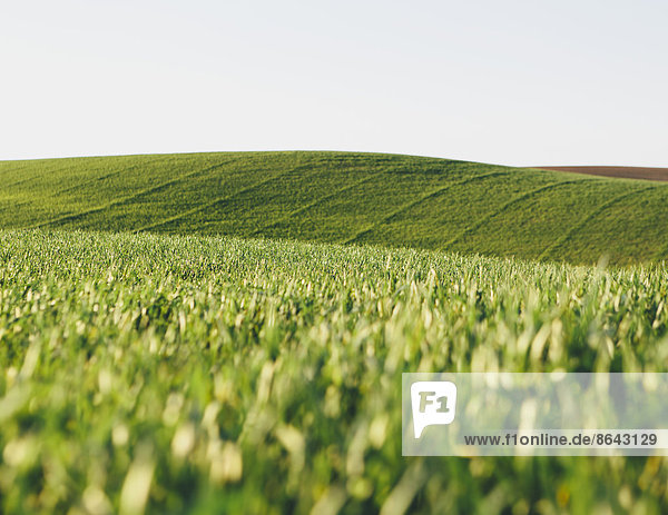 Ein Blick über die reifenden Stängel einer Nahrungspflanze  angebauter Weizen  der auf einem Feld in der Nähe von Pullman  Washington  USA  wächst.
