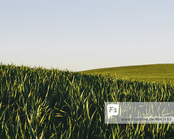 Üppige  grüne sanfte Hügel in einer Landschaft. Eine Weizenernte  die in der Nähe von Pullman im Bundesstaat Washington wächst und reift.