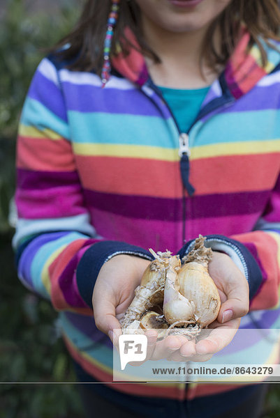 Ein junges Mädchen hält eine kleine Anzahl von Pflanzenzwiebeln in ihren schalenförmigen Händen.