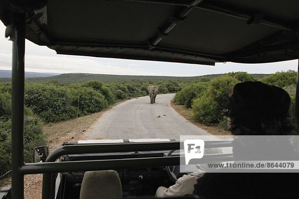 Tourist im Safarifahrzeug