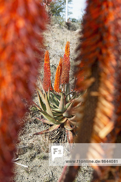 Bittere Aloe (Aloe Ferox) im Morgengrauen. Grahamstown  Ostkap-Provinz  Südafrika