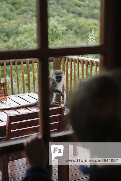 Junge beobachtet Affe durchs Fenster