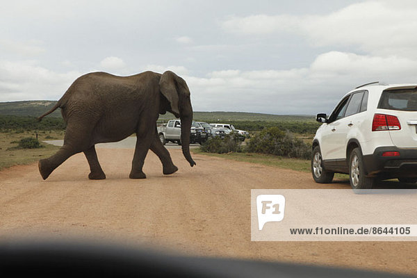 Elefantenüberquerung  Addo Elephant National Park  Südafrika