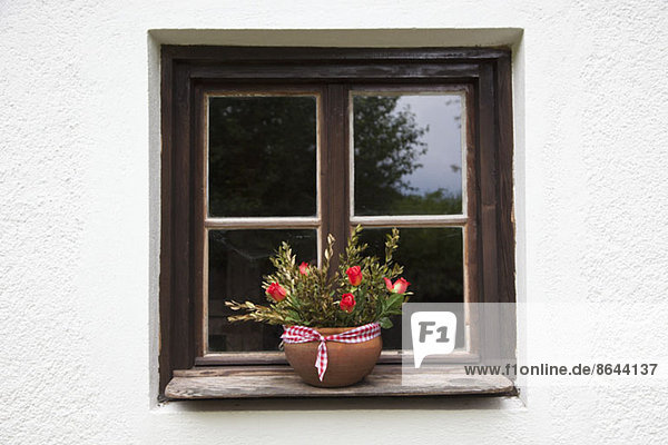 Topfpflanze auf Fensterbank
