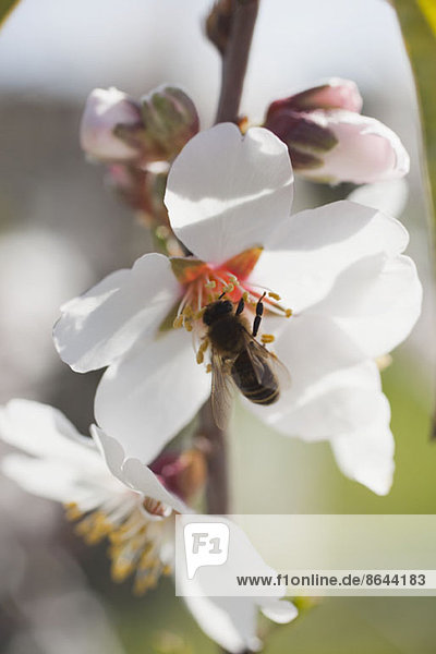 Honigbiene auf Kirschblüte