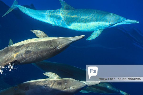 Kleine Gruppe von Langschnabel-Delfinen (Delphinus capesis) schwimmend unter Wasser,  San Diego,  Kalifornien,  USA