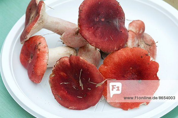 Italy  Russula Sanguinea  Blood-red Russule Fungus.