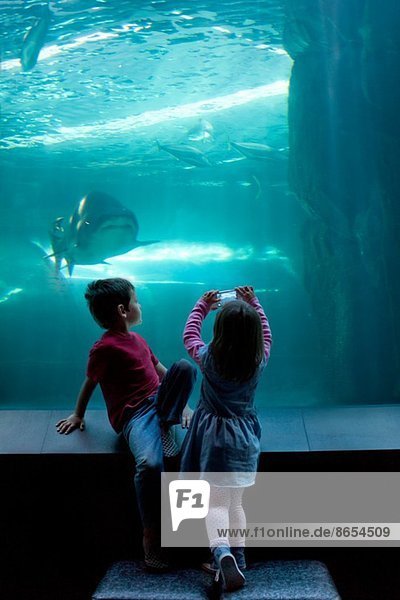 Young brother and sister photographing on camera phone at aquarium