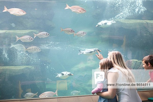 Junge Mutter und zwei Kinder beobachten Pinguine beim Tauchen im Aquarium