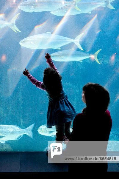 Junges Mädchen und Großmutter betrachten Fische im Aquarium