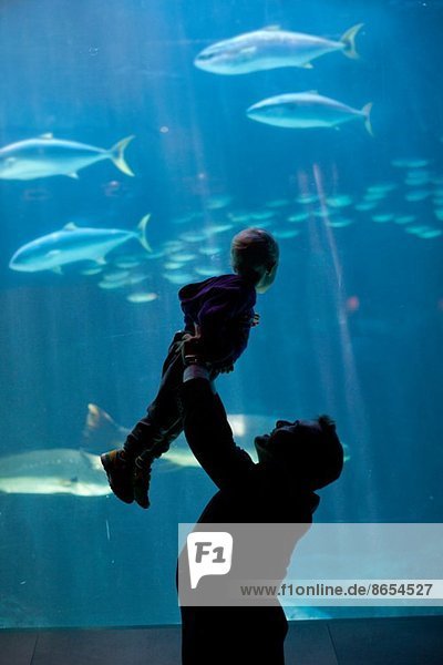 Father lifting young son to watch fish in aquarium