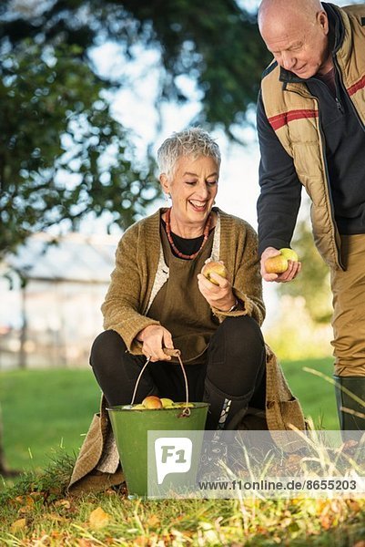 Seniorenpaar bewundert Äpfel aus dem Eimer