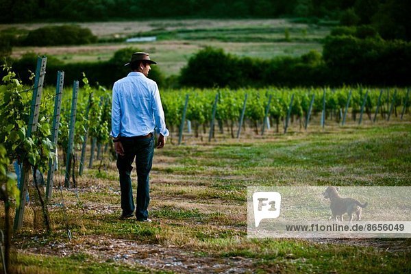 Mid Erwachsenen Mann und Hund Überwachung Wein und Champagner Weinberg  Cottonworth  Hampshire  UK