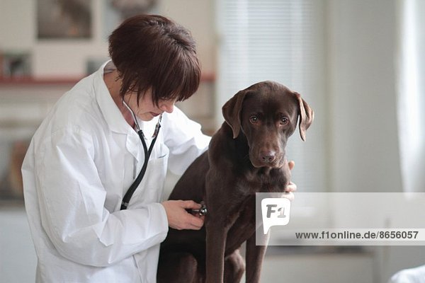 Tierärztin hört Hundebrust durch Stethoskop