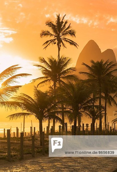 Palmen bei Sonnenuntergang am Strand von Ipanema  Rio De Janeiro  Brasilien