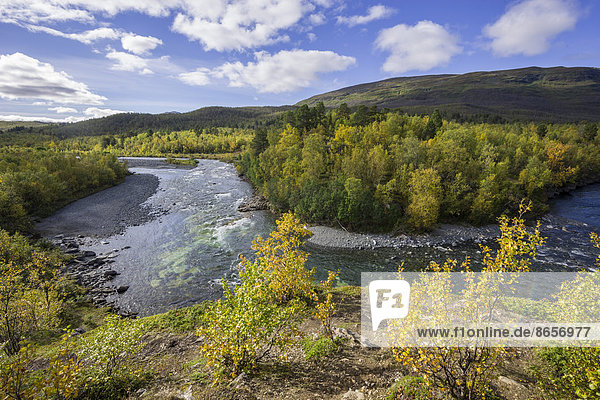 Herbstlich gefärbte Birken am Abiskojåkka Fluss  Abisko-Nationalpark  Norrbottens län  Schweden